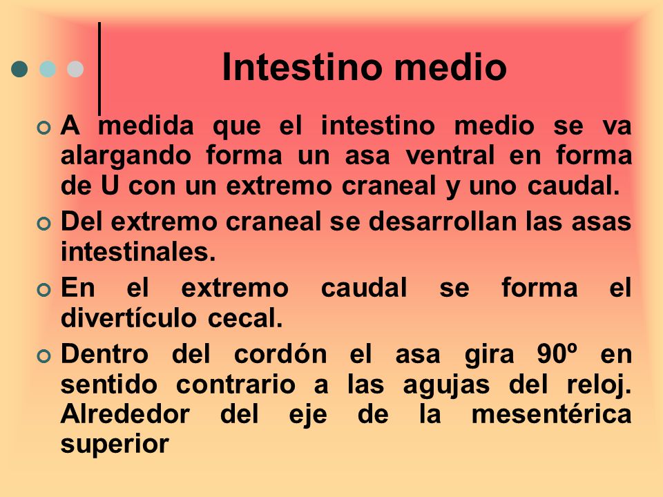 Intestino medio A medida que el intestino medio se va alargando forma un asa ventral en forma de U con un extremo craneal y uno caudal.