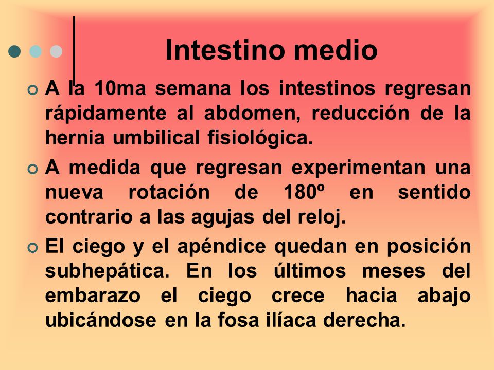 Intestino medio A la 10ma semana los intestinos regresan rápidamente al abdomen, reducción de la hernia umbilical fisiológica.