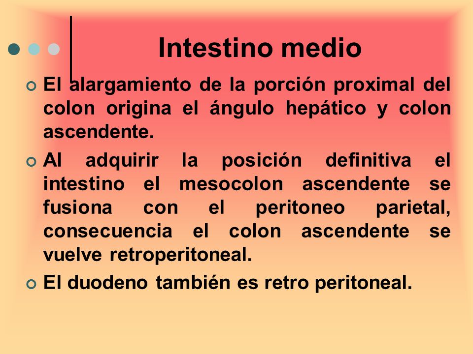 Intestino medio El alargamiento de la porción proximal del colon origina el ángulo hepático y colon ascendente.