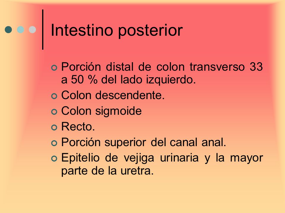 Intestino posterior Porción distal de colon transverso 33 a 50 % del lado izquierdo. Colon descendente.