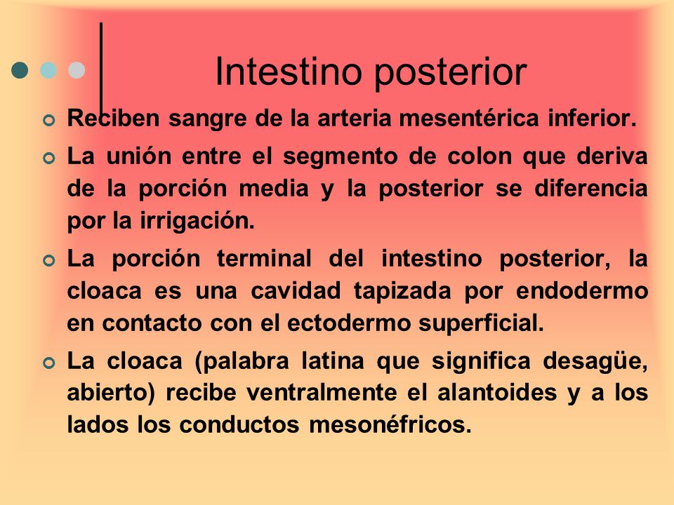 Intestino posterior Reciben sangre de la arteria mesentérica inferior.
