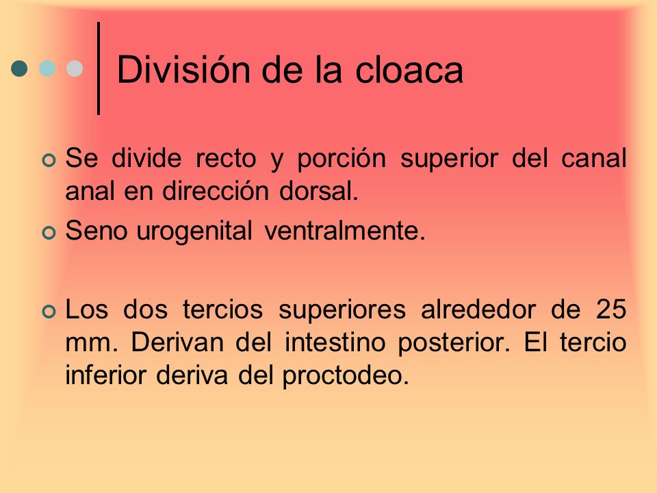 División de la cloaca Se divide recto y porción superior del canal anal en dirección dorsal. Seno urogenital ventralmente.