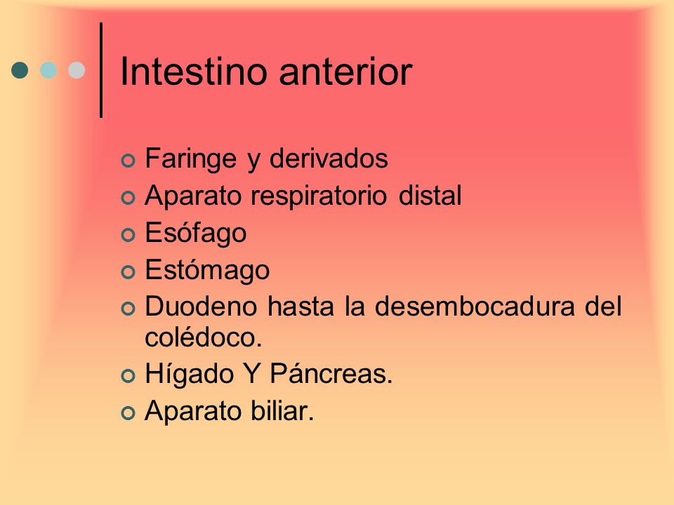 Intestino anterior Faringe y derivados Aparato respiratorio distal