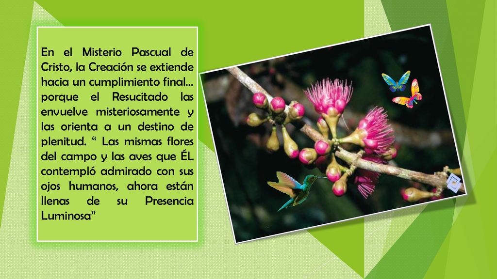 En el Misterio Pascual de Cristo, la Creación se extiende hacia un cumplimiento final… porque el Resucitado las envuelve misteriosamente y las orienta a un destino de plenitud.