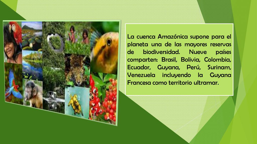 La cuenca Amazónica supone para el planeta una de las mayores reservas de biodiversidad.
