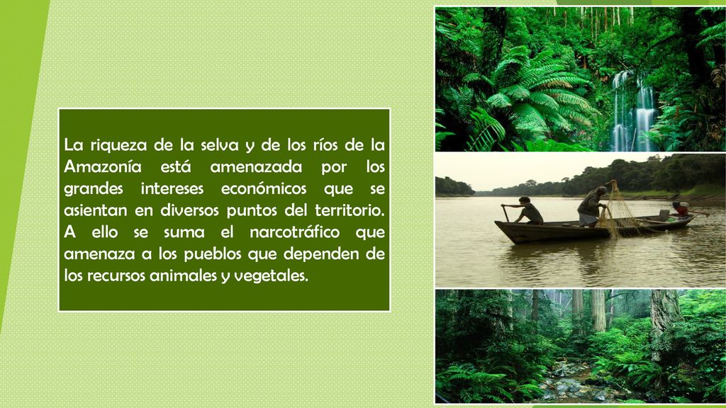 La riqueza de la selva y de los ríos de la Amazonía está amenazada por los grandes intereses económicos que se asientan en diversos puntos del territorio.
