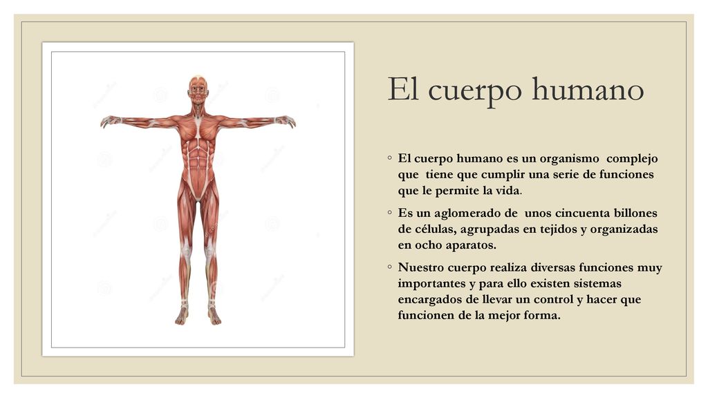 El cuerpo humano El cuerpo humano es un organismo complejo que tiene que cumplir una serie de funciones que le permite la vida.