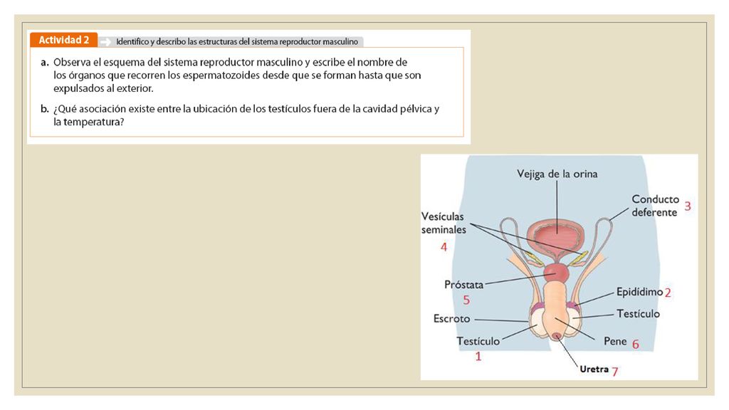 Testículo – epidídimo – conducto deferente – vesícula seminal – próstata – uretra