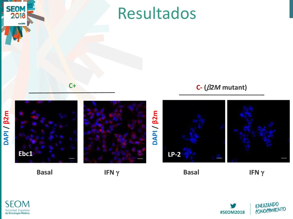 Resultados C+ C- (b2M mutant) H596 H2126 DAPI / β2m DAPI / β2m H2009