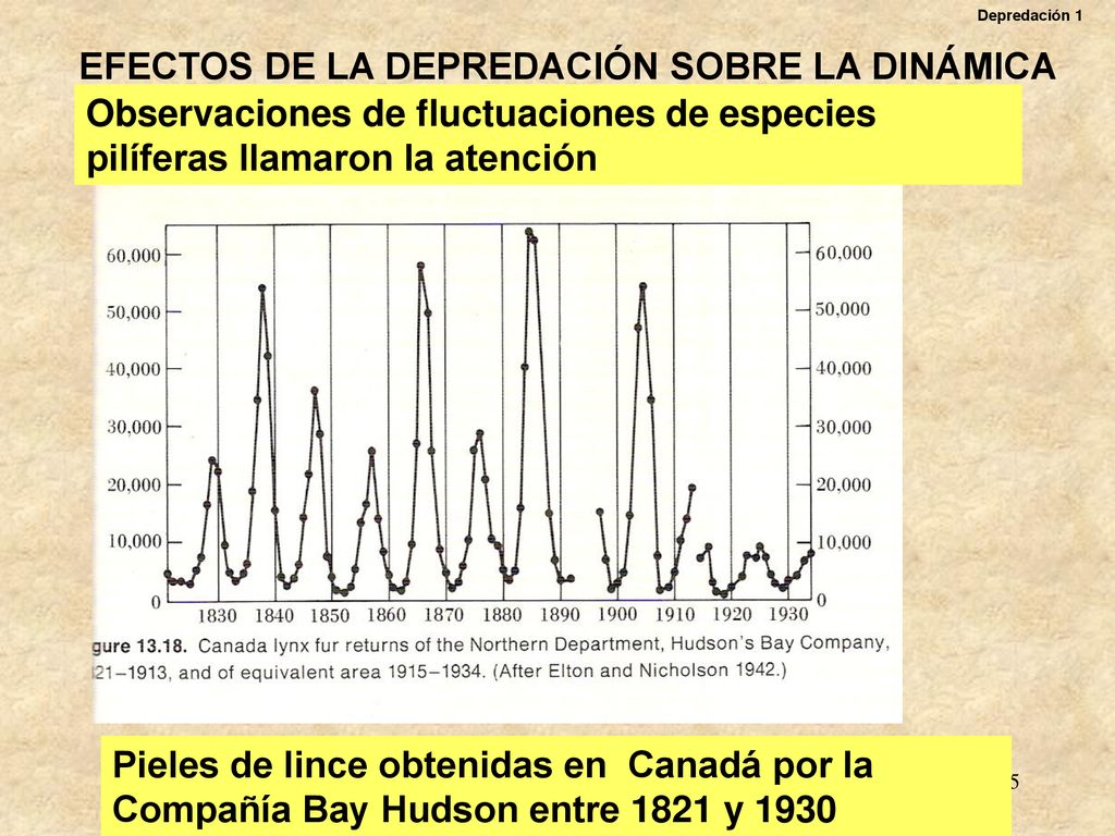 EFECTOS DE LA DEPREDACIÓN SOBRE LA DINÁMICA DE DEPREDADORES Y PRESAS