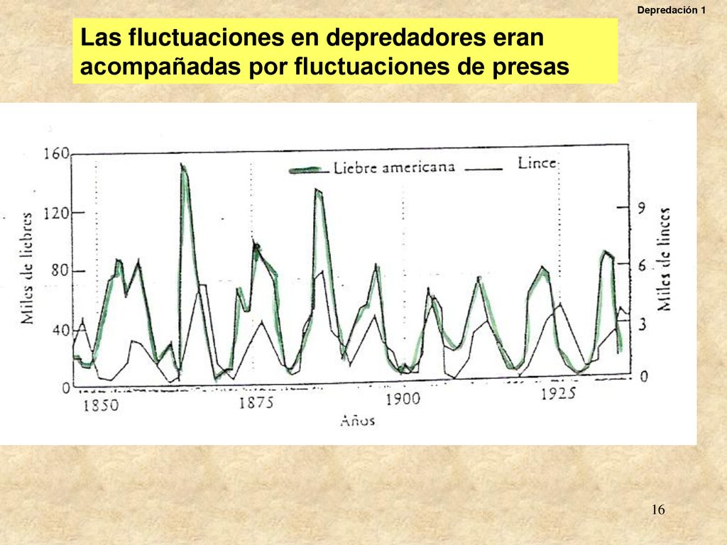 Depredación 1 Las fluctuaciones en depredadores eran acompañadas por fluctuaciones de presas