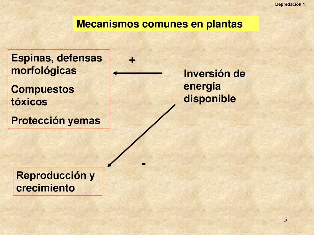 + - Mecanismos comunes en plantas Espinas, defensas morfológicas