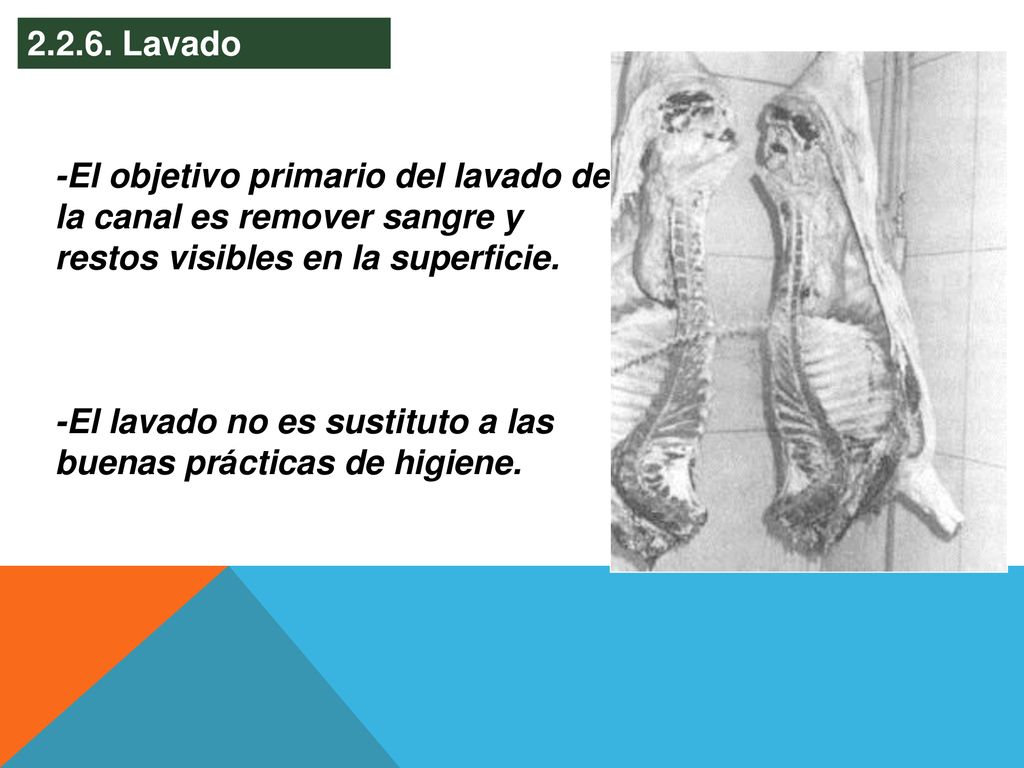 Lavado -El objetivo primario del lavado de la canal es remover sangre y restos visibles en la superficie.