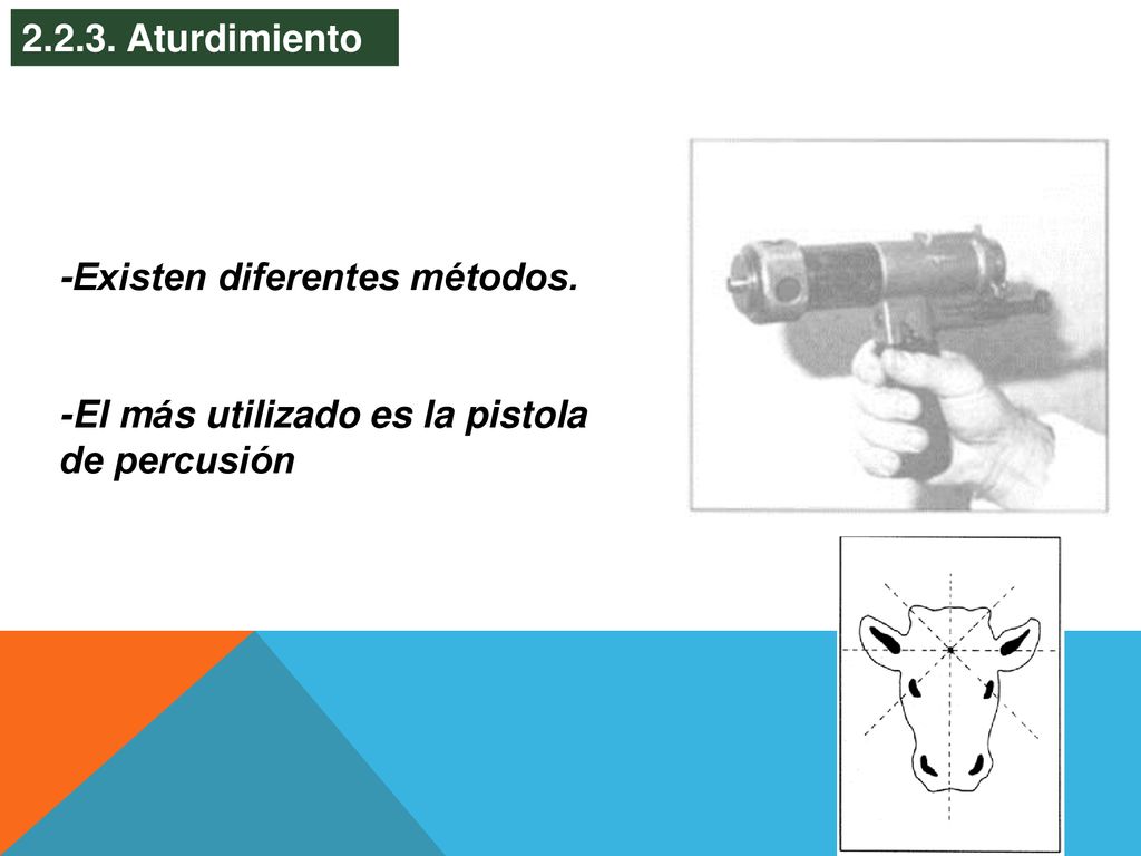 Aturdimiento -Existen diferentes métodos. -El más utilizado es la pistola de percusión