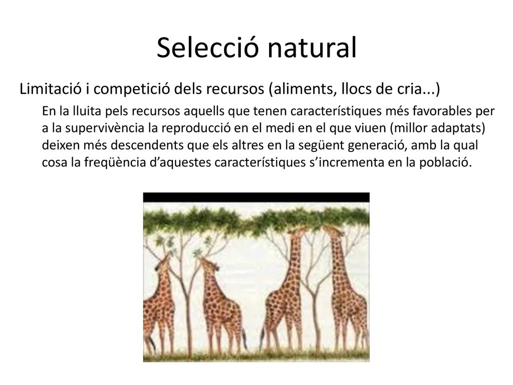Selecció natural Limitació i competició dels recursos (aliments, llocs de cria...)
