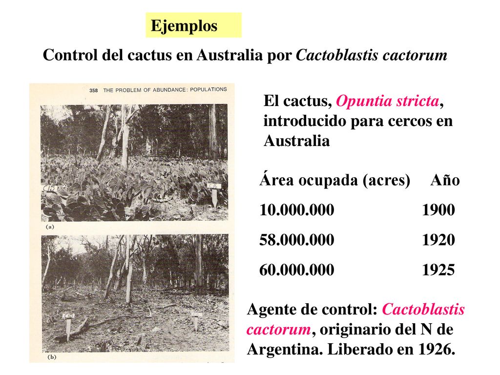 Ejemplos Control del cactus en Australia por Cactoblastis cactorum. El cactus, Opuntia stricta, introducido para cercos en Australia.