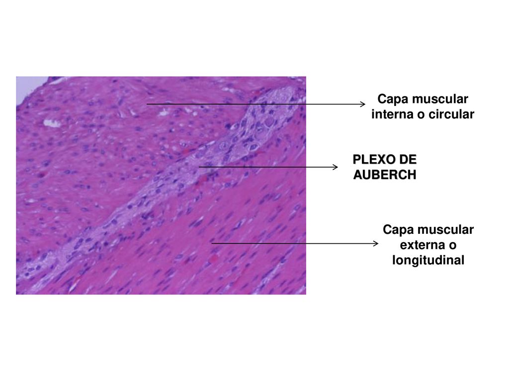 Capa muscular interna o circular Capa muscular externa o longitudinal