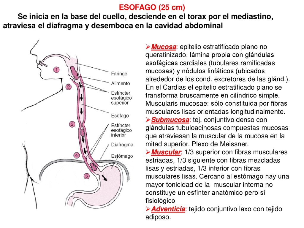 ESOFAGO (25 cm) Se inicia en la base del cuello, desciende en el torax por el mediastino, atraviesa el diafragma y desemboca en la cavidad abdominal.