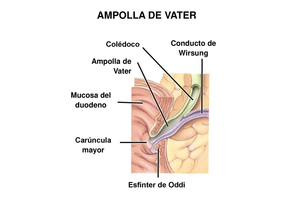 AMPOLLA DE VATER Conducto de Colédoco Wirsung Ampolla de Vater