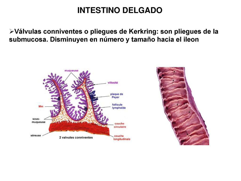 INTESTINO DELGADO Válvulas conniventes o pliegues de Kerkring: son pliegues de la submucosa.