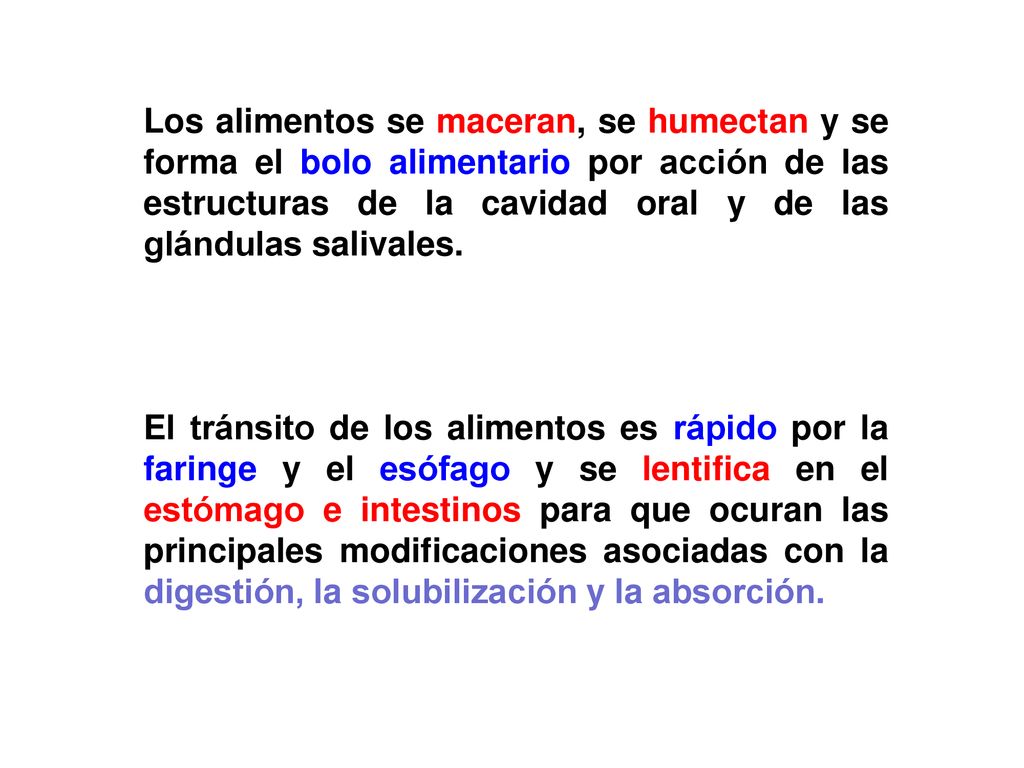 Los alimentos se maceran, se humectan y se forma el bolo alimentario por acción de las estructuras de la cavidad oral y de las glándulas salivales.