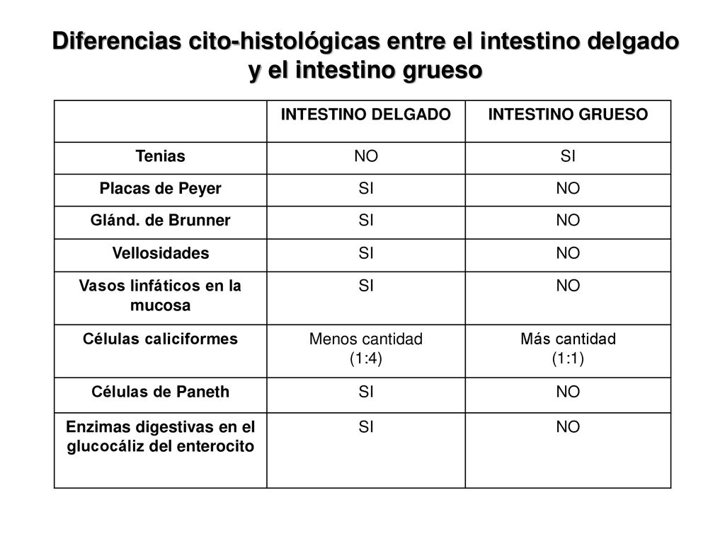Diferencias cito-histológicas entre el intestino delgado y el intestino grueso