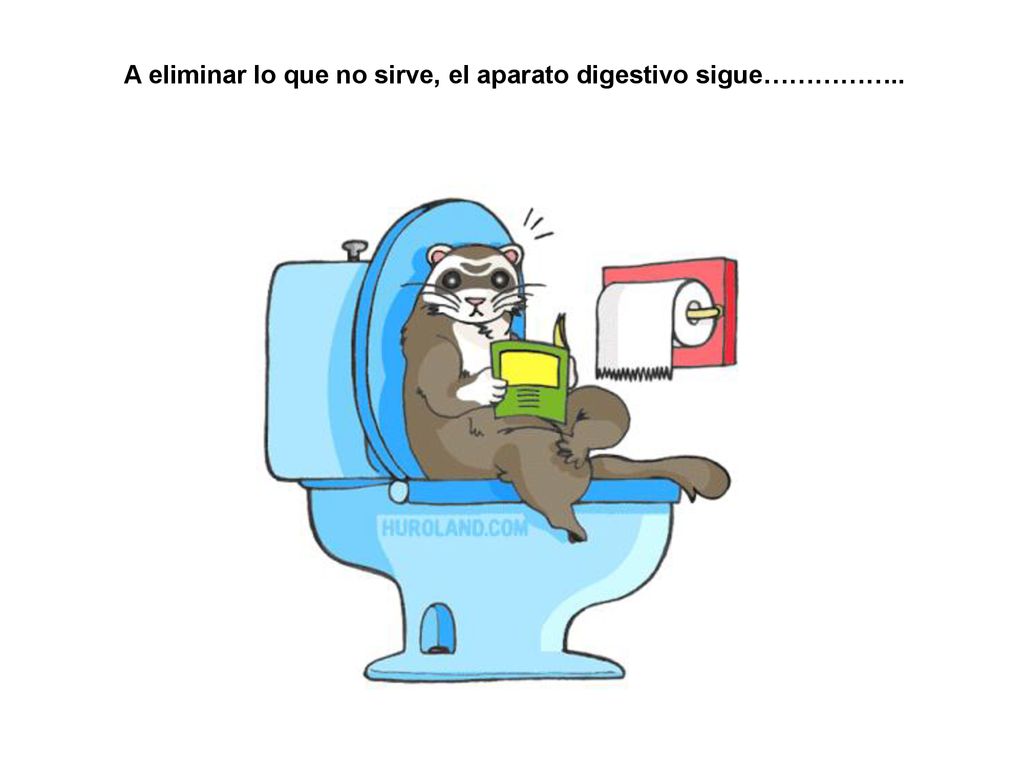 A eliminar lo que no sirve, el aparato digestivo sigue……………..
