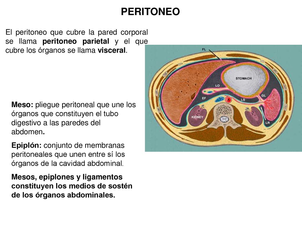 PERITONEO El peritoneo que cubre la pared corporal se llama peritoneo parietal y el que cubre los órganos se llama visceral.