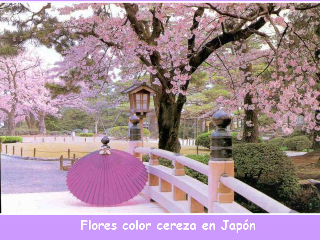 Flores color cereza en Japón