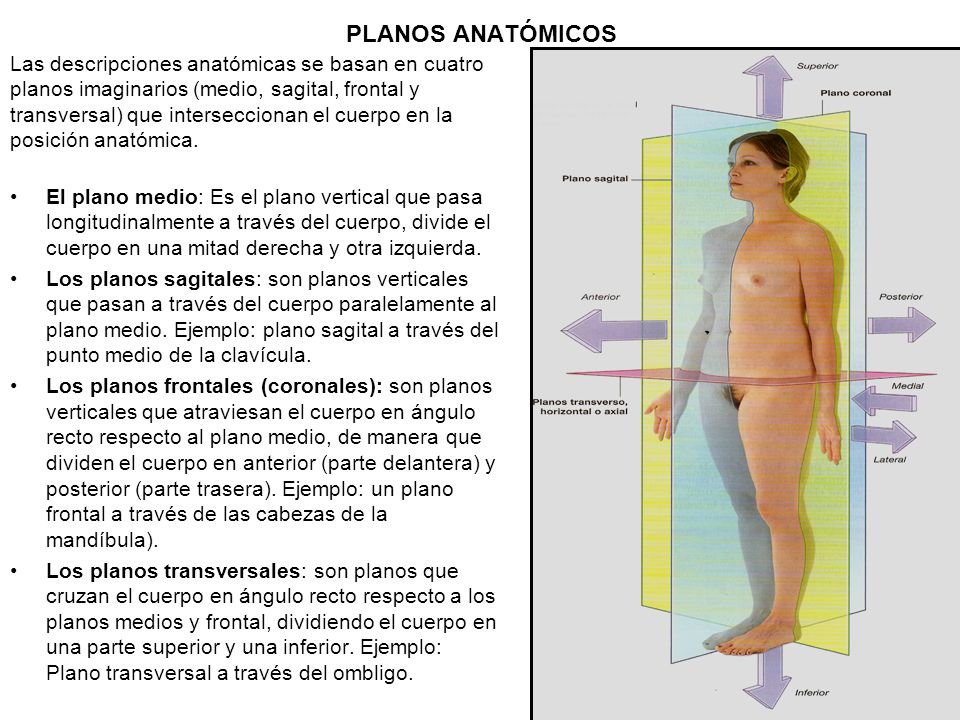 PLANOS ANATÓMICOS Las descripciones anatómicas se basan en cuatro