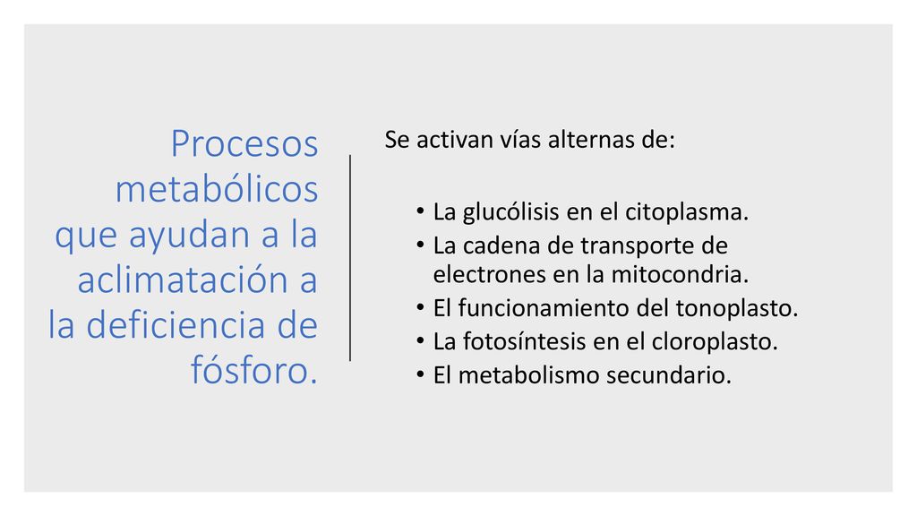 Procesos metabólicos que ayudan a la aclimatación a la deficiencia de fósforo.