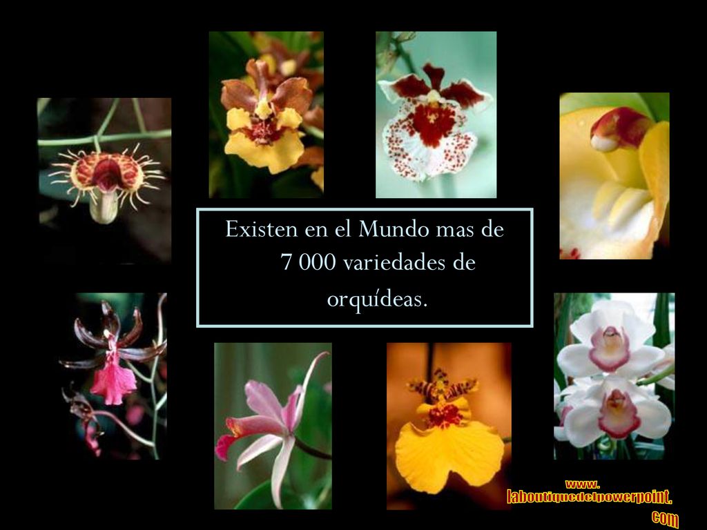 Existen en el Mundo mas de variedades de orquídeas.