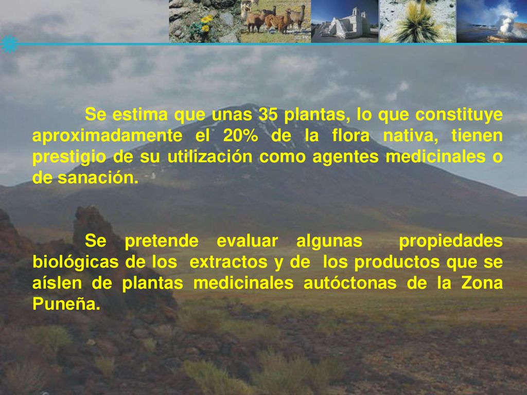 Se estima que unas 35 plantas, lo que constituye aproximadamente el 20% de la flora nativa, tienen prestigio de su utilización como agentes medicinales o de sanación.