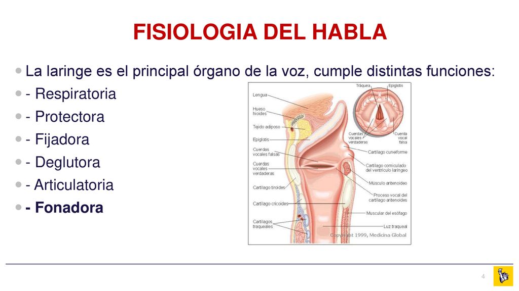 FISIOLOGIA DEL HABLA La laringe es el principal órgano de la voz, cumple distintas funciones: - Respiratoria.
