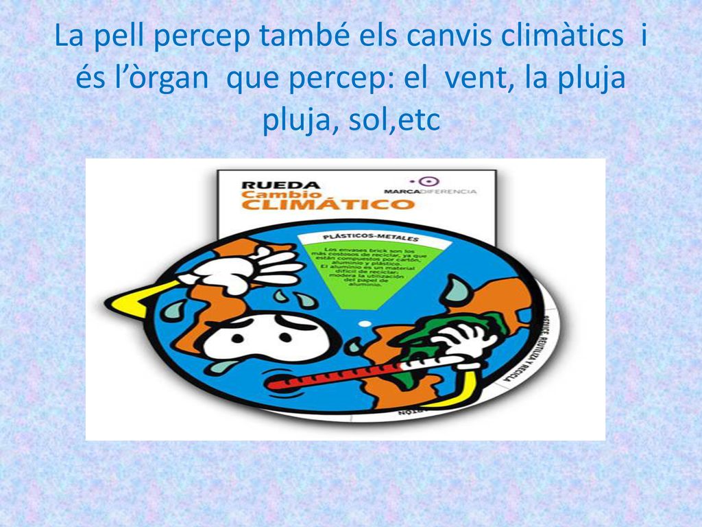 La pell percep també els canvis climàtics i és l’òrgan que percep: el vent, la pluja pluja, sol,etc