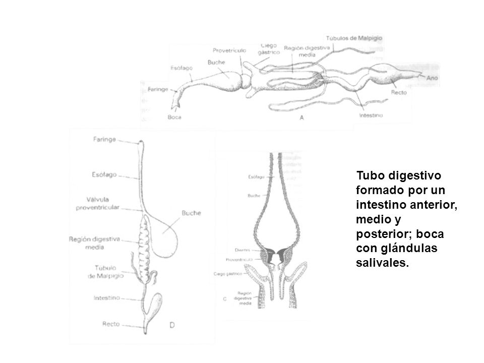 Tubo digestivo formado por un intestino anterior, medio y posterior; boca con glándulas salivales.