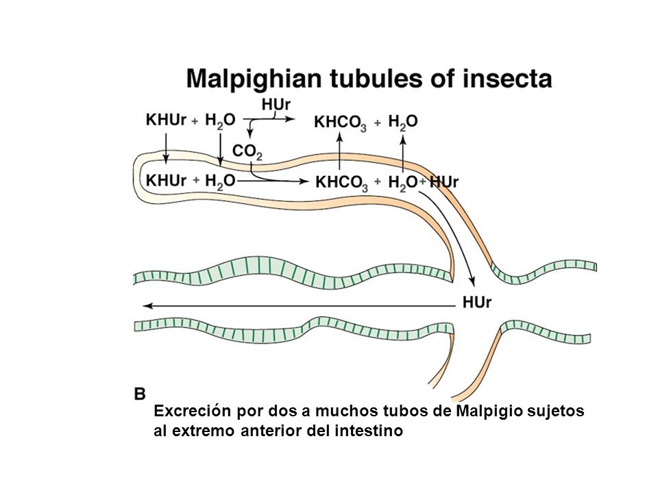 Excreción por dos a muchos tubos de Malpigio sujetos
