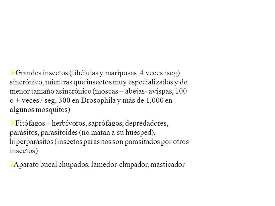Grandes insectos (libélulas y mariposas, 4 veces /seg) sincrónico, mientras que insectos muy especializados y de menor tamaño asincrónico (moscas – abejas- avispas, 100 o + veces / seg, 300 en Drosophila y más de 1,000 en algunos mosquitos)