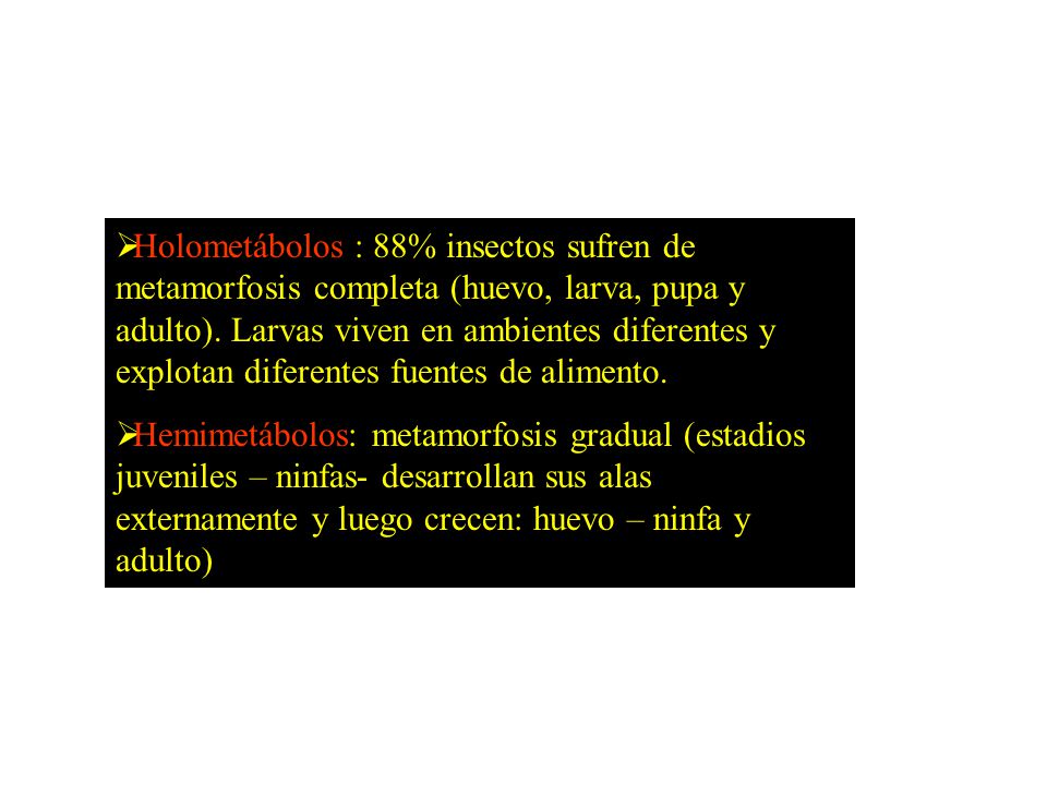Holometábolos : 88% insectos sufren de metamorfosis completa (huevo, larva, pupa y adulto). Larvas viven en ambientes diferentes y explotan diferentes fuentes de alimento.