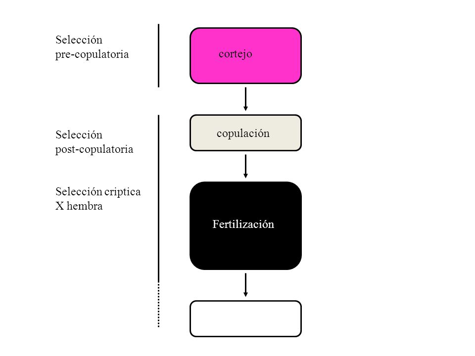 Selección pre-copulatoria. Competencia machos, escogencia X hembra. cortejo. Selección. post-copulatoria.