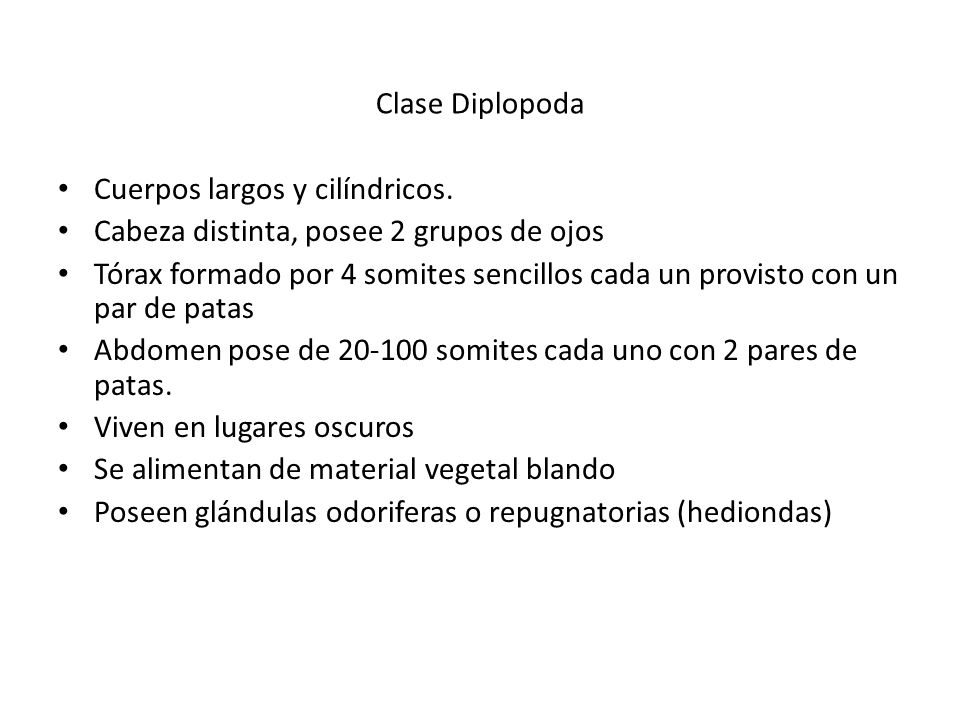 Clase Diplopoda Cuerpos largos y cilíndricos. Cabeza distinta, posee 2 grupos de ojos.