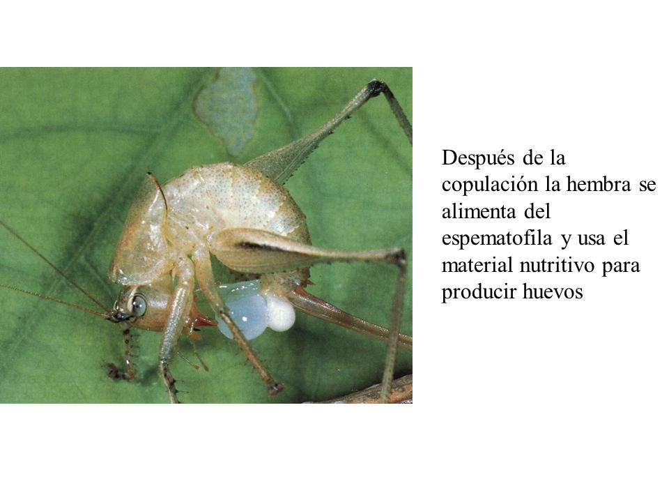 Después de la copulación la hembra se alimenta del espematofila y usa el material nutritivo para producir huevos