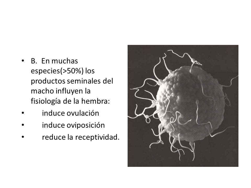 B. En muchas especies(>50%) los productos seminales del macho influyen la fisiología de la hembra: induce ovulación.