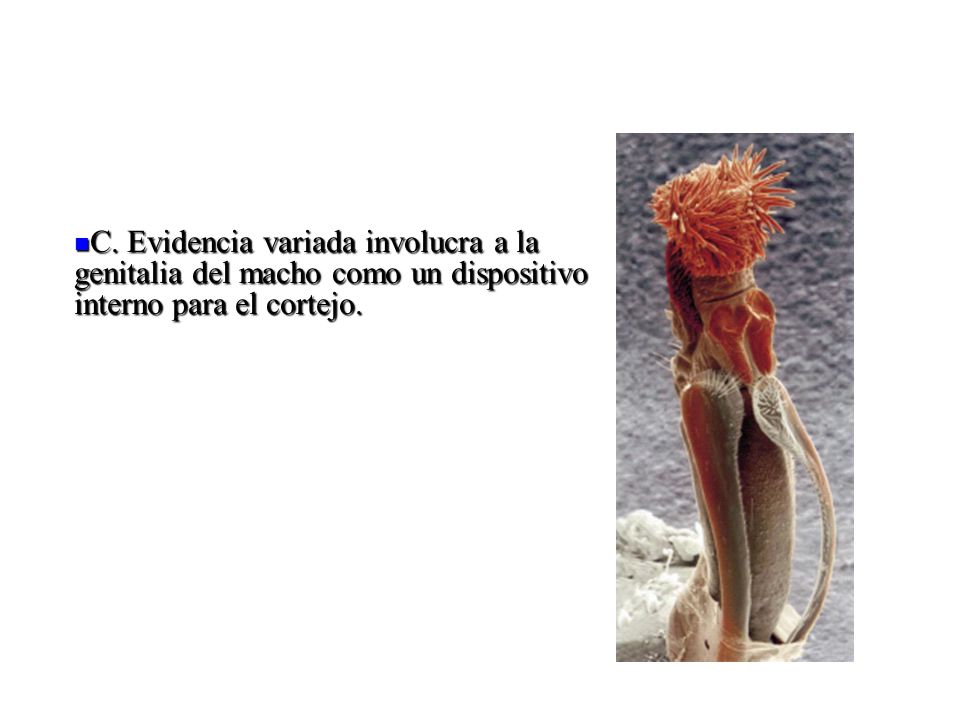 C. Evidencia variada involucra a la genitalia del macho como un dispositivo interno para el cortejo.
