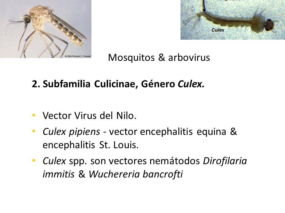 Mosquitos & arbovirus 2. Subfamilia Culicinae, Género Culex. Vector Virus del Nilo.