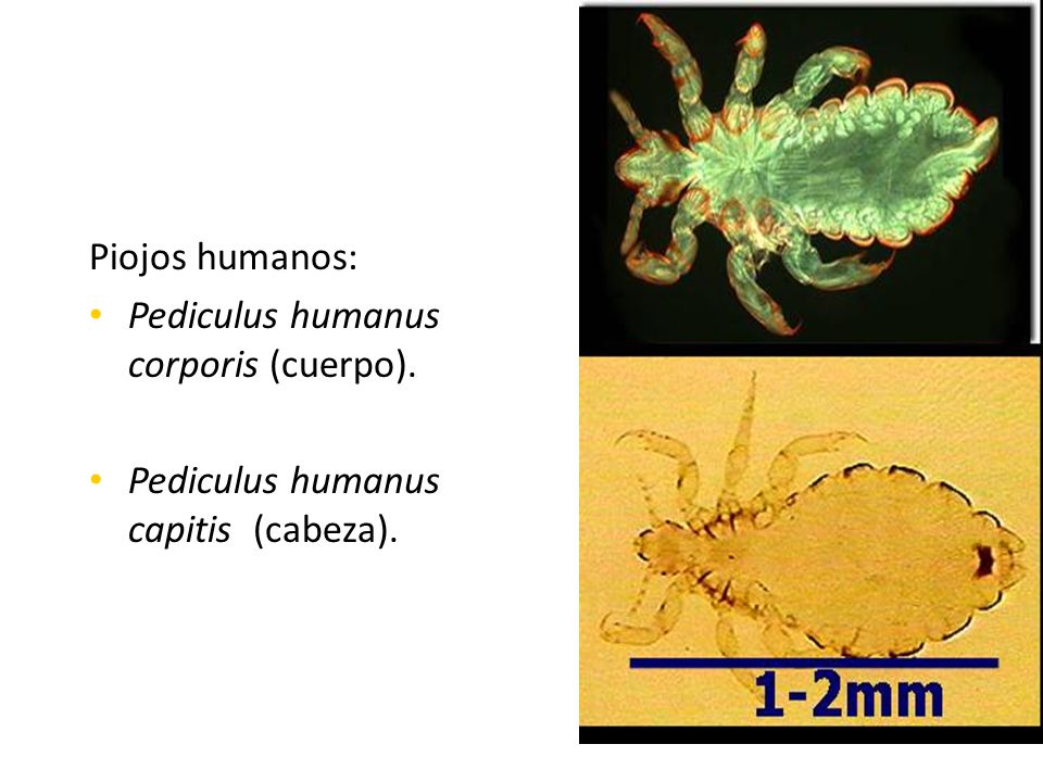 Piojos humanos: Pediculus humanus corporis (cuerpo). Pediculus humanus capitis (cabeza).