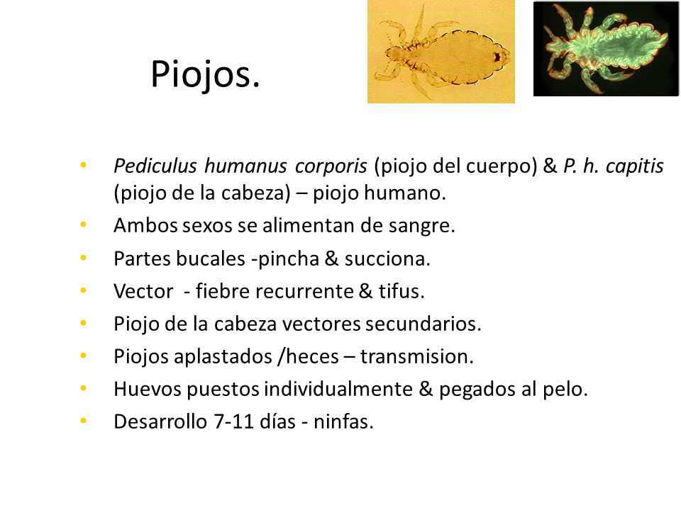 Piojos. Pediculus humanus corporis (piojo del cuerpo) & P. h. capitis (piojo de la cabeza) – piojo humano.