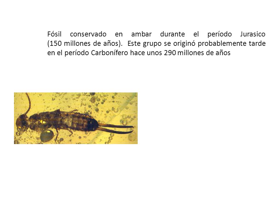 Fósil conservado en ambar durante el período Jurasico (150 millones de años).