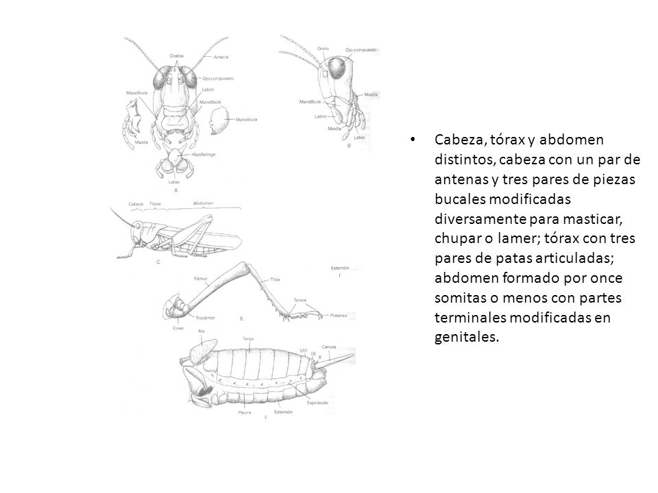 Cabeza, tórax y abdomen distintos, cabeza con un par de antenas y tres pares de piezas bucales modificadas diversamente para masticar, chupar o lamer; tórax con tres pares de patas articuladas; abdomen formado por once somitas o menos con partes terminales modificadas en genitales.