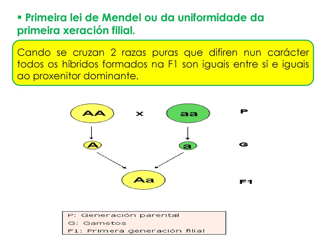 Primeira lei de Mendel ou da uniformidade da primeira xeración filial.